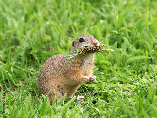 European ground squirrel collecting grass for nest, Spermophilus citellus photo