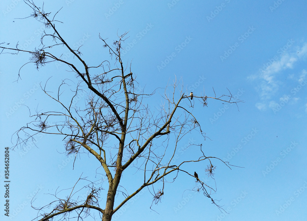crows on dead tree against blue sky crows on dead tree against blue sky