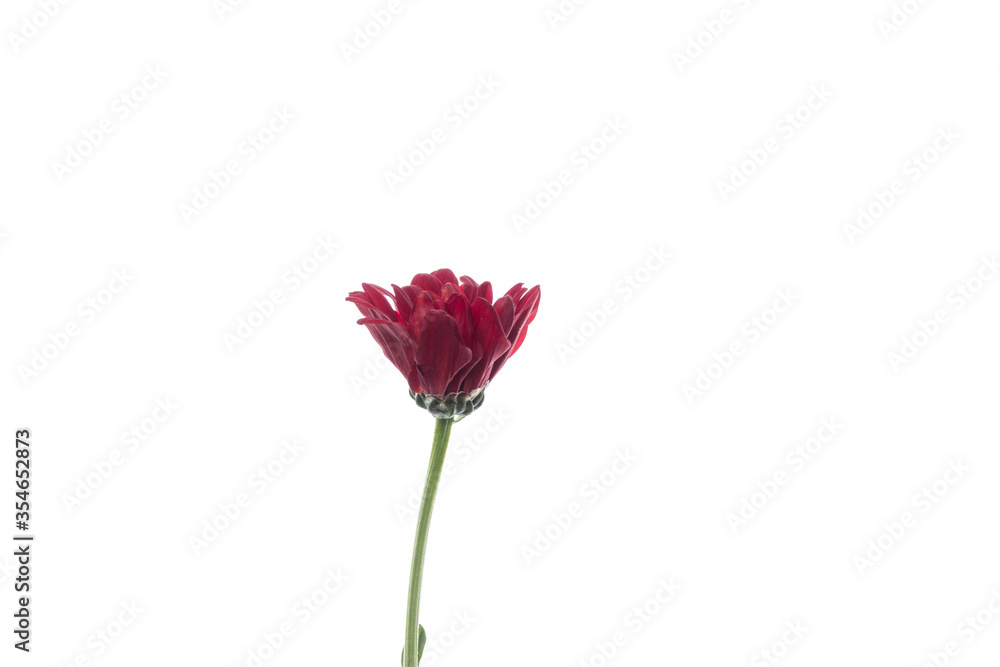 Fototapeta premium Chrysanthemum barolo red. Close up beautiful flower isolated on white studio background. Design elements for cutting. Blooming, spring, summertime, tender leaves and petals. Copyspace.