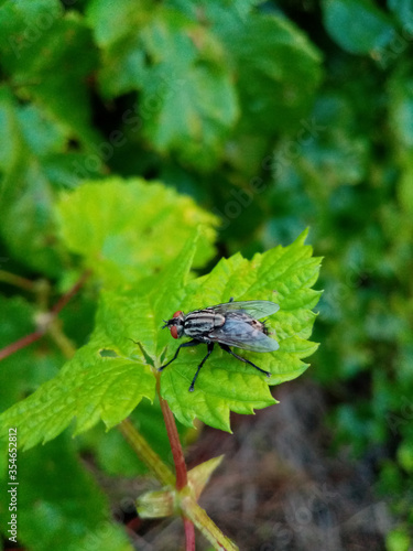 big gray fly sits on a green leaf of hop. Agricultural pests and disease vectors. Macro shot. Spring plants and insects © RNko