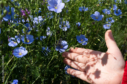 a child's hand reaches out to the blue flowers in the field, a butterfly, green grass