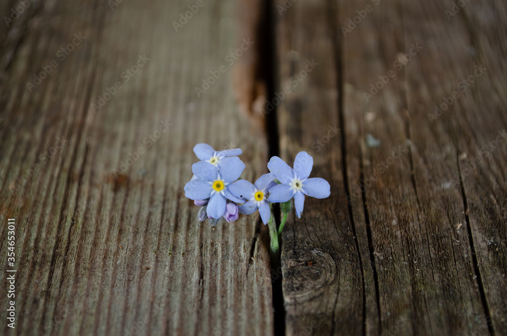 Obraz premium Flowers of red, white and blue lie on an old wooden surface.