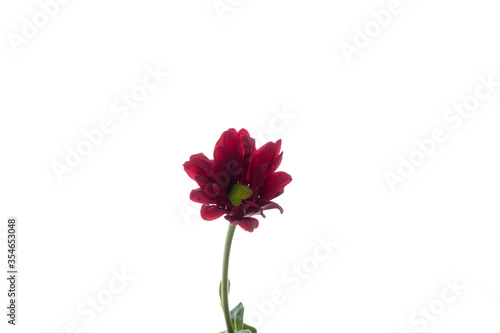 Chrysanthemum barolo red. Close up beautiful flower isolated on white studio background. Design elements for cutting. Blooming  spring  summertime  tender leaves and petals. Copyspace.