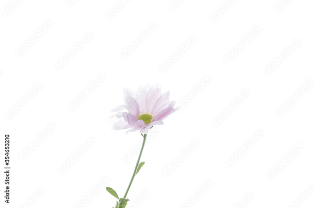 Chrysanthemum barolo purple, pink. Close up beautiful flower isolated on white studio background. Design elements for cutting. Blooming, spring, summertime, tender leaves and petals. Copyspace. Chrysanthemum barolo purple, pink. Close up beautiful flower isolated on white studio background. Design elements for cutting. Blooming, spring, summertime, tender leaves and petals. Copyspace.