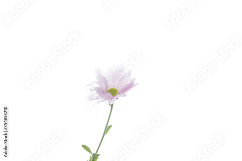 Chrysanthemum barolo purple  pink. Close up beautiful flower isolated on white studio background. Design elements for cutting. Blooming  spring  summertime  tender leaves and petals. Copyspace.