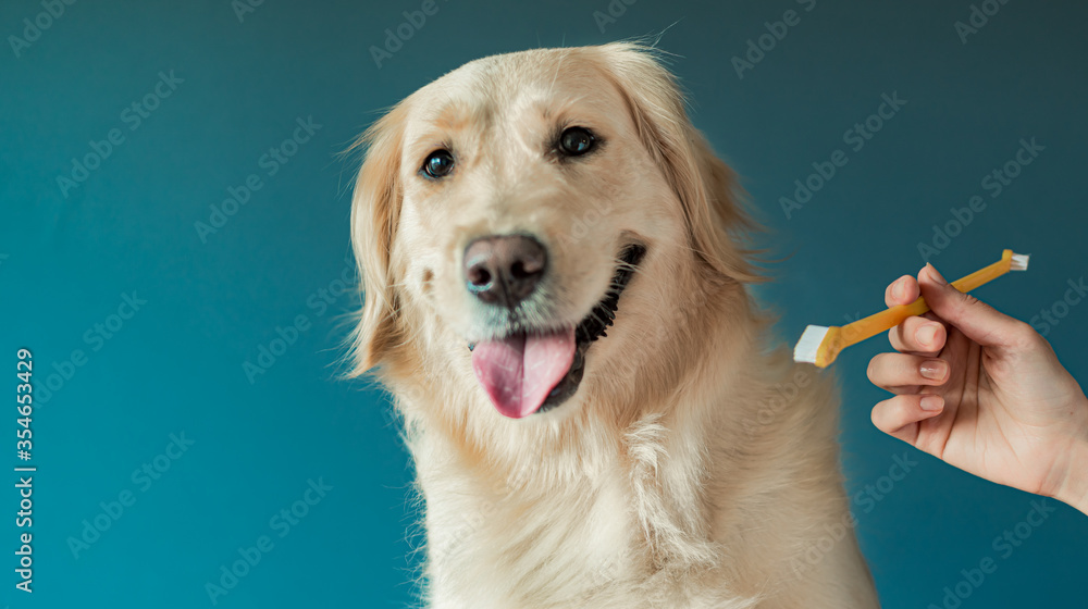 Girls hand hold a muzzle and a toothbrush. Woman brushing teeth a
