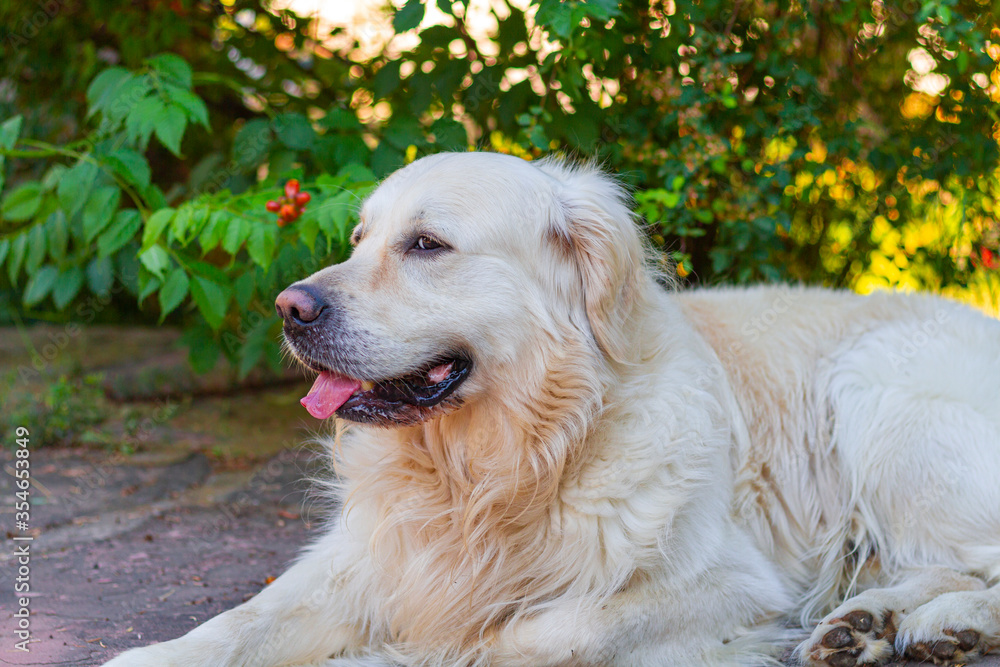 Labrador golden retriever dog in susnset time in a garden lying on a stone floor Labrador golden retriever dog in susnset time in a garden lying on a stone floor