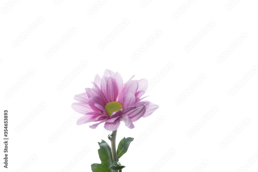 Chrysanthemum barolo purple, pink. Close up beautiful flower isolated on white studio background. Design elements for cutting. Blooming, spring, summertime, tender leaves and petals. Copyspace.
