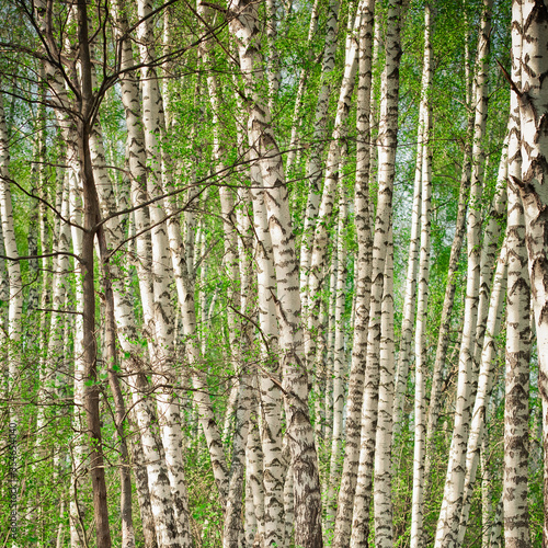 birch trunks background - Russian forest. Russian beauty