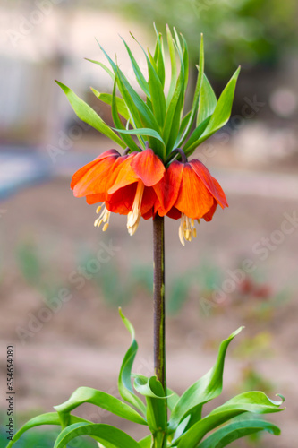 Flower of the lily family Fritillaria imperialis. Orange bright color. It blooms beautifully in early spring. Close-up. photo