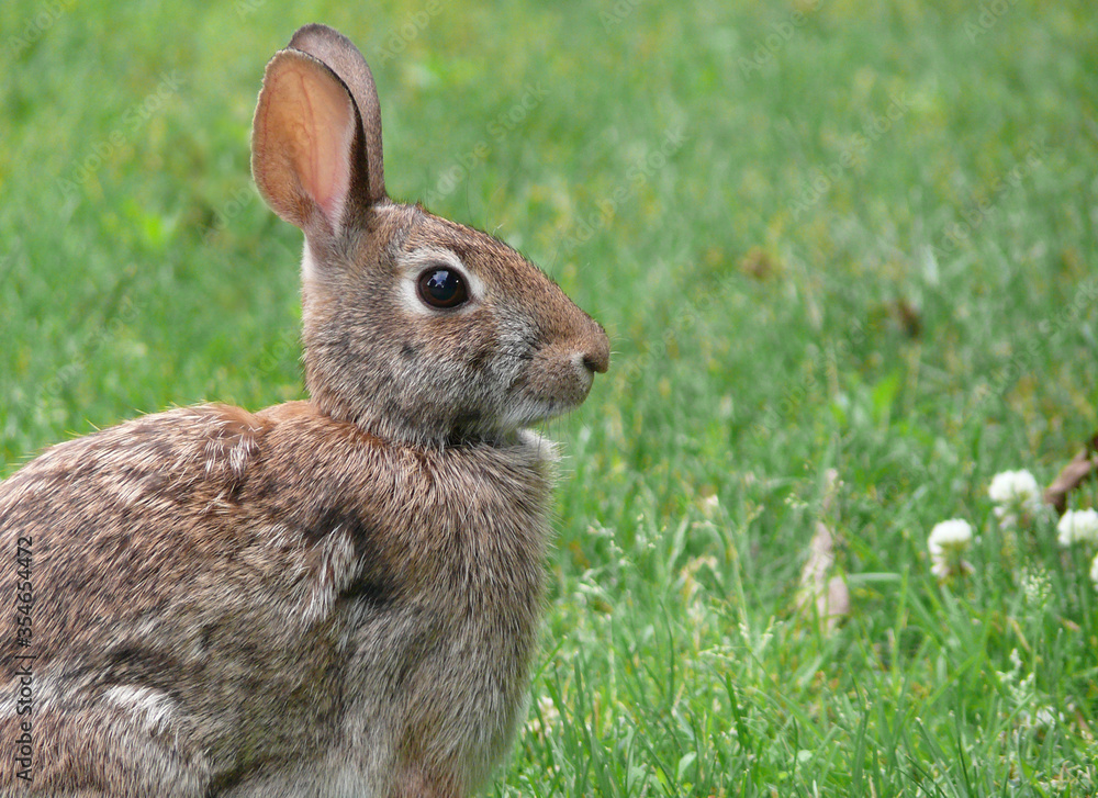 Fototapeta premium Brown rabbit in the grass eating clover in Ontario, Canada