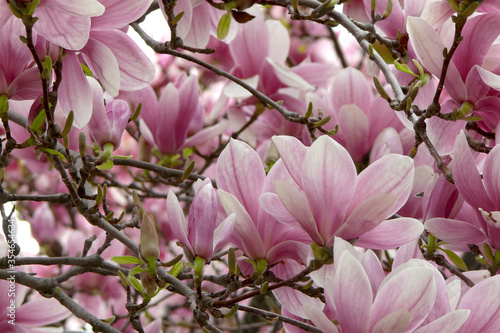 Pink magnolias flourish from a large magnolia tree during spring in Ontario  Canada