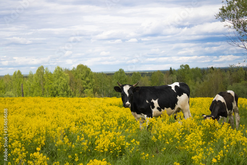 Cows graze on a yellow field with a forest on the horizon