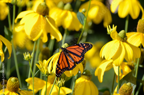 Monarch butterfly against a field of yellow sunflowers in Ontario, Canada © Kathryn