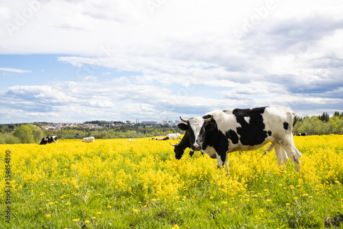Grazing cows on a yellow field with a city on the horizon