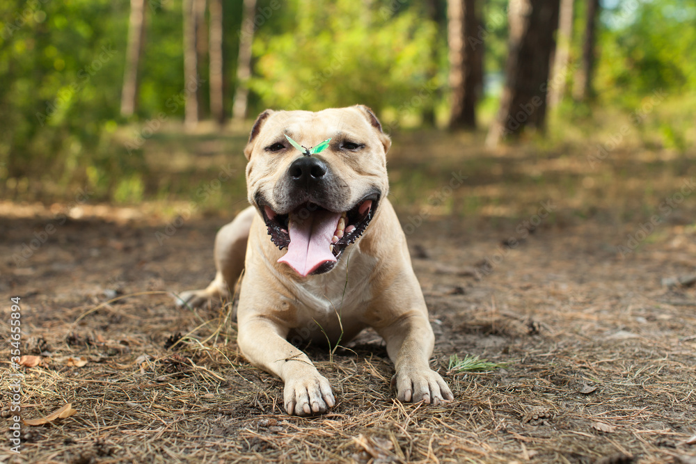 Colorful butterfly sitting on dog's nose in forest