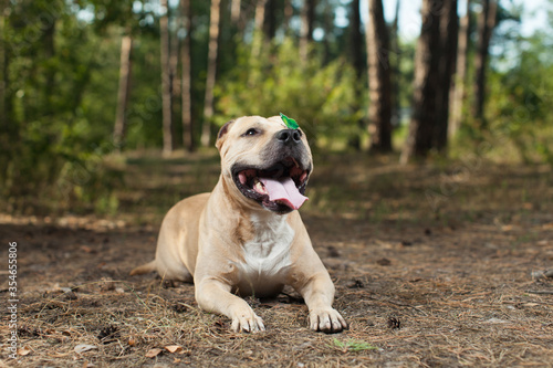 Colorful butterfly sitting on dog's nose in forest