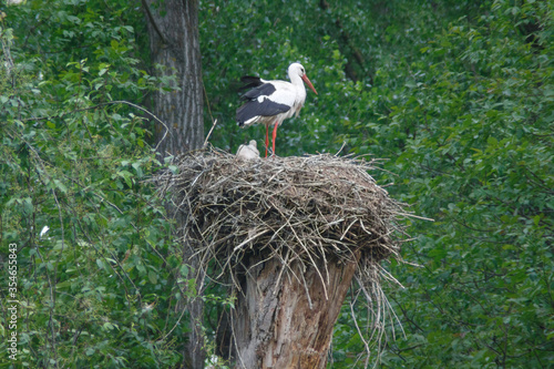 Weißstorch mit Nachwuchs im Nest