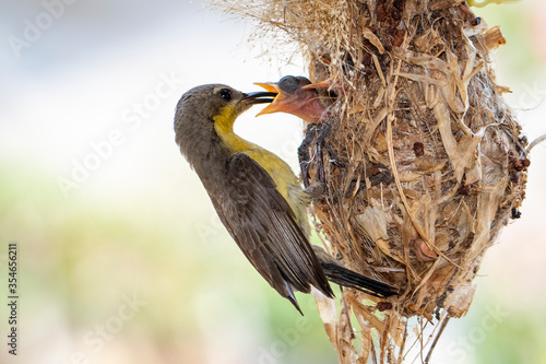 Image of Purple Sunbird (Female) feeding baby bird in the bird's nest on nature background. (Cinnyris asiaticus). Bird. Animals. photo