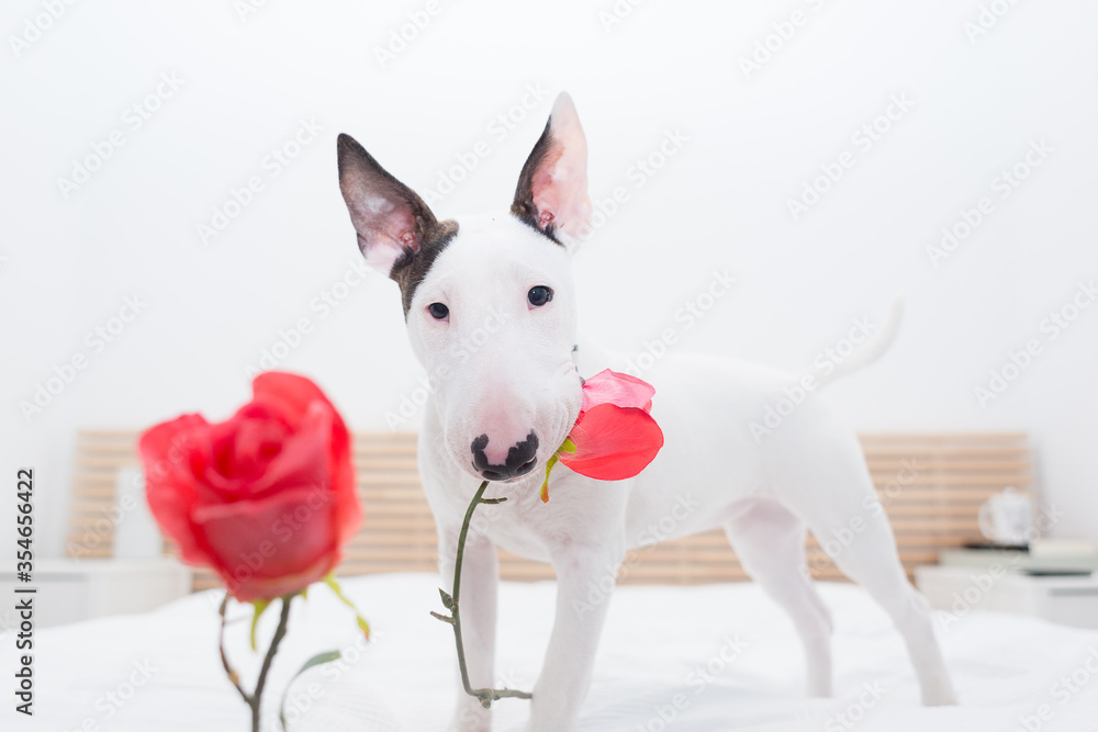 Bullterrier Blanco Con una Rosa