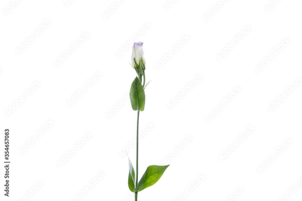 Fototapeta premium Eustoma excal blue pico. Close up beautiful flower isolated on white studio background. Design elements for cutting. Blooming, spring, summertime, tender leaves and petals. Copyspace.