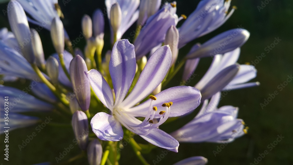 Obraz premium Flower Macro shot