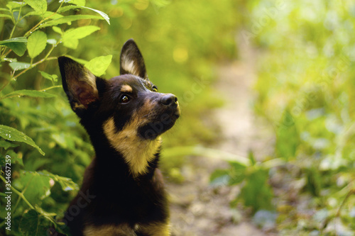 Cute pure breed australian kelpie puppy posing in the forest. Dog portrait in nature.