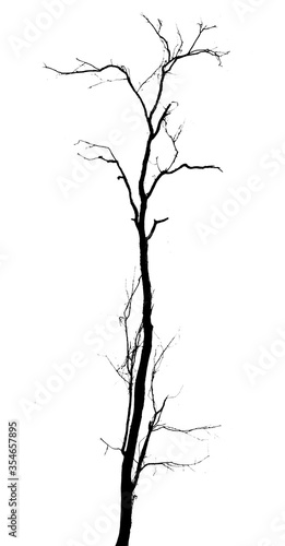 Dead tree isolated on white background with clipping path 