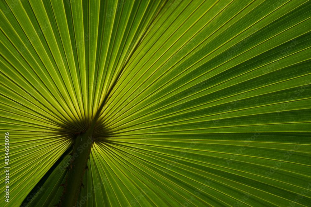 Fototapeta premium Back view texture of palm leaf