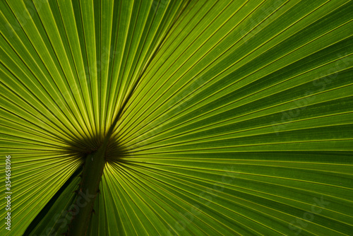 Back view texture of palm leaf