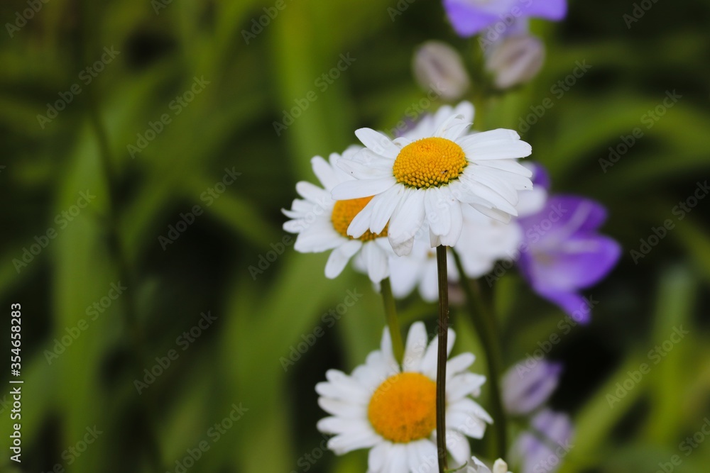 weisse Margeriten auf einer grünen Wiese weisse Margeriten auf einer grünen Wiese