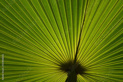 Back view texture of palm leaf