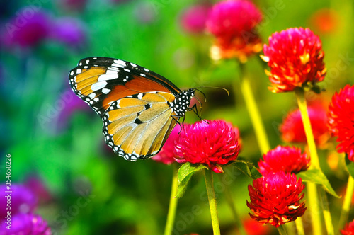 butterfly on flower © modisketch