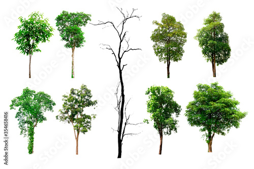 Tree collection set isolated on white background with Clipping Path
