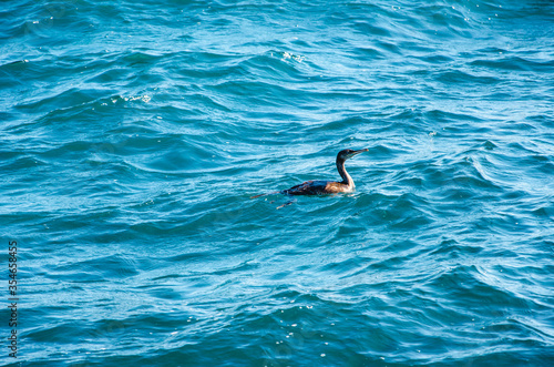 Marine background wild bird cormorant swims in sea