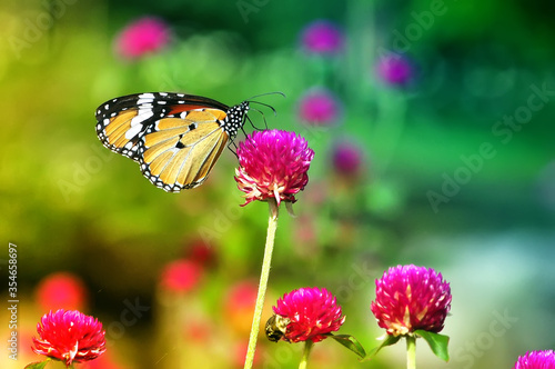 butterfly on flower © modisketch
