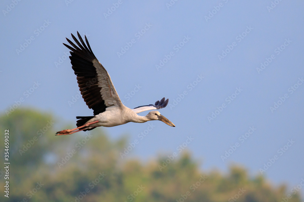 Naklejka premium Image of an Asian openbill stork(Anastomus oscitans) flying in the sky. Bird, Wild Animals.