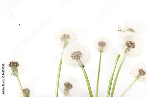 Macro of an overblown fluffy dandelion  creative floral layout  horizontal.