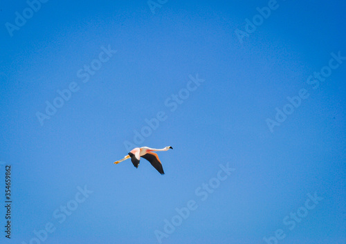 Flamingo in flight at Laguna Chaxa in the atacama desert  Chile.