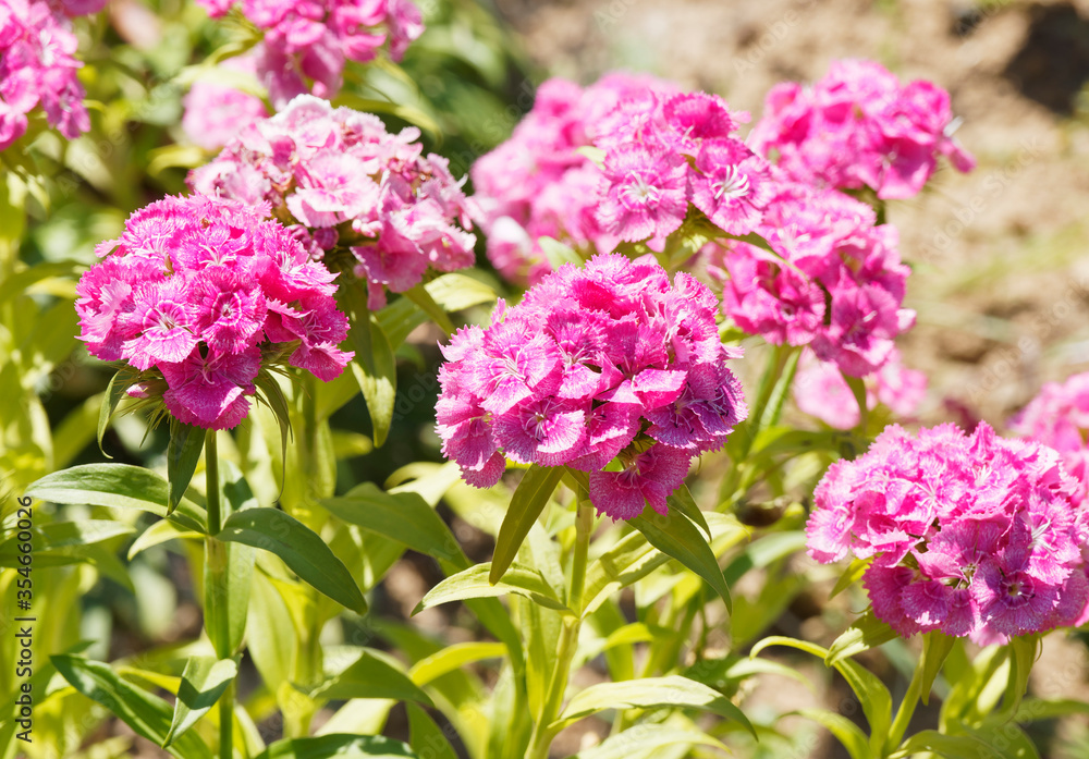 (Dianthus barbatus) Touffes en plate-bandes d'oeillet des poètes en bouquets ou corymbes de petites fleurs parfumées aux couleurs variées (Dianthus barbatus) Touffes en plate-bandes d'oeillet des poètes en bouquets ou corymbes de petites fleurs parfumées aux couleurs variées