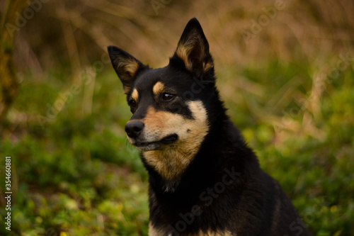 Beautiful young pure breed australian kelpie dog portrait in the forest  nature  morning  smile  green  black and tan working breed