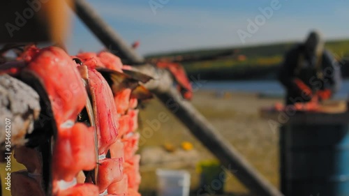 Yukon Territories, Alaska. Strips of filleted and cut salmon drying on racks in summer and unfocussed fisherman cleaning salmon.