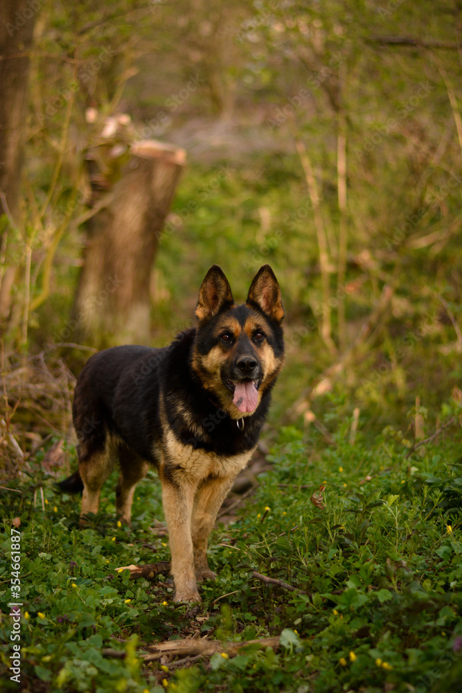 Beautiful german shepherd posing in the forest. nature happy dog