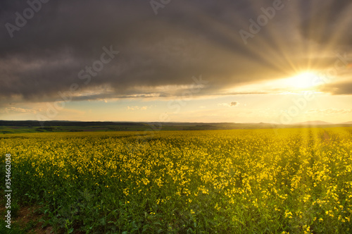 Rapsfeld im Sonnenuntergang