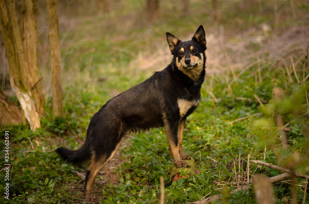 Beautiful young australian kelpie dog model portrait posing standing looking in the forest