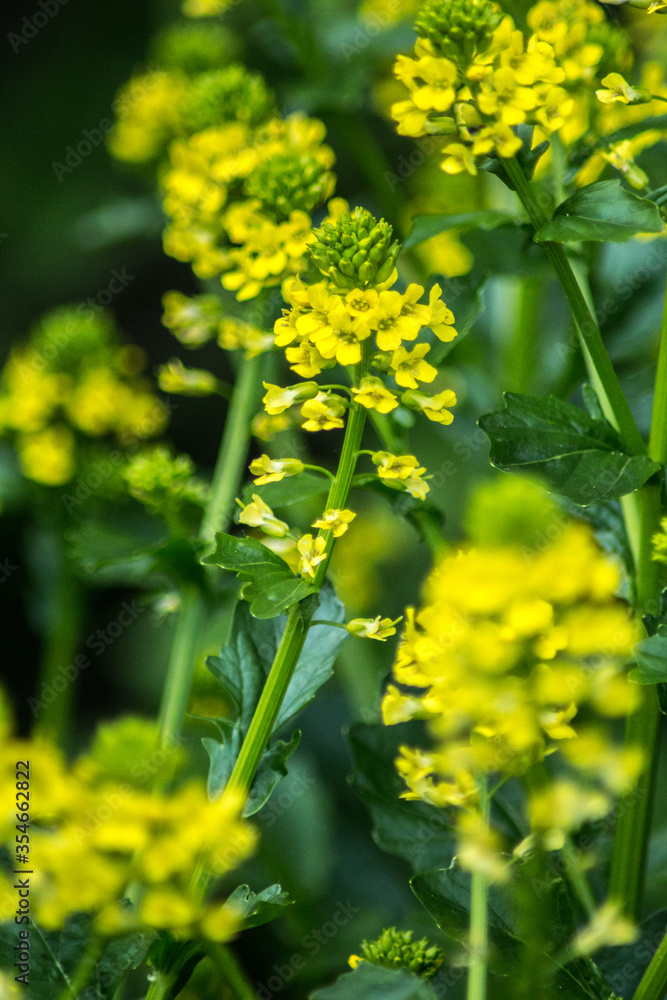 Obraz premium fleur de printemps