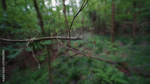A spider web on a woodland tree in slow motion