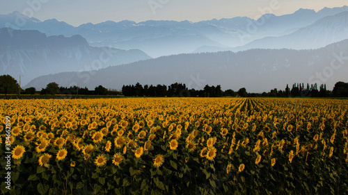Sonnenblumenfeld in den Alpen in Frankreich