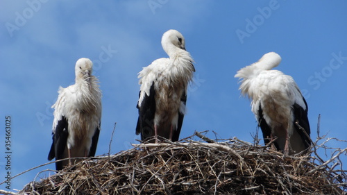 white storks in nest