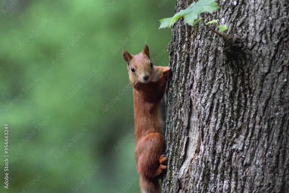 Squirrel in the park Squirrel in the park